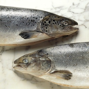 Cá hồi phi lê - Mua cá hồi Đại Tây Dương đông lạnh (500g +/-) Save-On-Foods - Cá hồi hồng tự nhiên, đông lạnh, bỏ đầu - Product Image 3