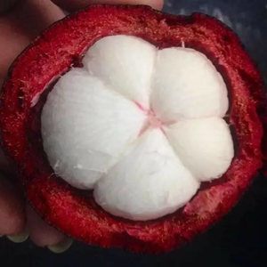 มังคุดผักแห้งแช่แข็ง Jolo ชิปผักและผลไม้กรอบรสเผ็ดพร้อมรับประทานคุณภาพดีที่สุด - Product Image 2