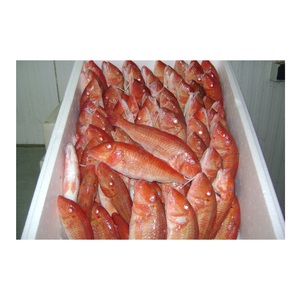 Moules rouges congelées de qualité supérieure – Achat en gros - Product Image 6