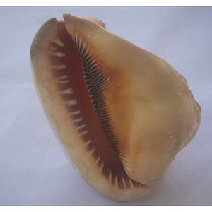 Cypraecassis Rufa Seashell Jewelry Tallado a mano Big Shell Motivo Rojo Tamaño 10-12cm - Product Image 4