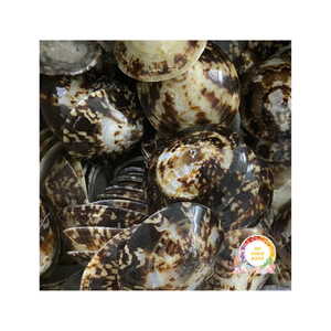 Lớn Vương miện Triton vỏ ốc xà cừ đại dương tự nhiên rỗng trumpet biển vỏ đánh bóng charonia vỏ sò Tom - Product Image 2