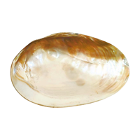 Plateau décoratif nautique côtier en demi-coquille de palourde naturelle de qualité supérieure, 5x5 pouces, en nacre, le plus vendu