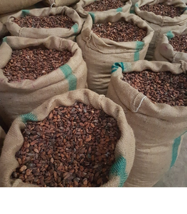 Granos de Cacao Forastero Orgánico Tostado para Exportación, Proveedor Directo, Entrega Rápida, Calidad Premium, Mejor Grado, Disponible Ahora, Precio Competitivo - Product Image 4