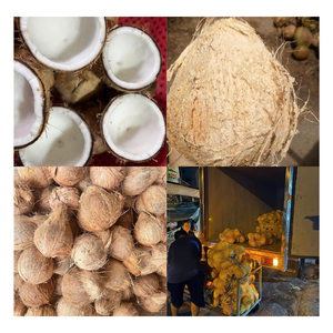 Semi noix de coco Premium: Prix d'usine Semi noix de coco, haute qualité du Vietnam - Product Image 2