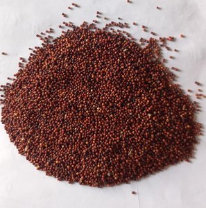 Millet à doigts Ragi de qualité supérieure 100% non poli, tailles personnalisables, vente en gros, Nachanis rouge, durée de conservation de 12 mois, en vrac - Product Image 1