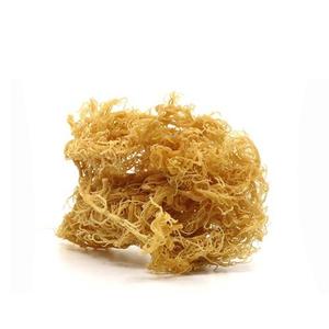Musgo Irlandés Natural Euchema Cottonii, Musgo Marino Silvestre de Vietnam - La Mejor Calidad para Exportación / Sra. Lima - Product Image 1