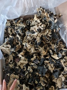Champignons Séchés de Haute Qualité - Marque Viet Delta - Couleur Noire - 100% Naturel - Origine Vietnam - Contact JENNIBUI +84797005377 - Product Image 2