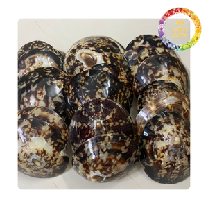 เปลือกหอย Limpet สะอาดขัด | พร้อมสำหรับสินค้าแฮนด์เมดและการตกแต่ง - Product Image 5