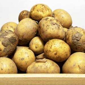 Export Grade Fresh Potatoes Natural Farm Produce for Kitchen Cooking and Bulk Distribution - Product Image 1