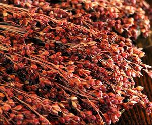 Sorgho (Broomcorn) - Product Image 1