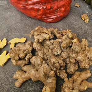 Jengibre fresco de alta calidad de Vietnam con sabor fuerte para té y remedios herbales - Product Image 5