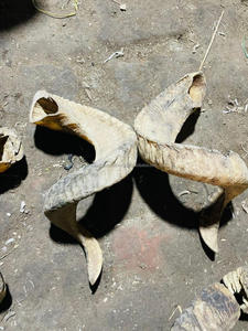 Paire de cornes de bélier polies naturelles - Souvenir de style animal et nautique, corne longue - Product Image 3