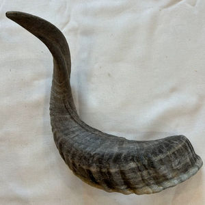 แตรแกะแท้ขัดธรรมชาติสำหรับตกแต่งและงานฝีมือคุณภาพสูง - Product Image 1