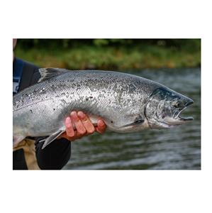 Saumon congelé / Saumon congelé de première qualité - Product Image 4