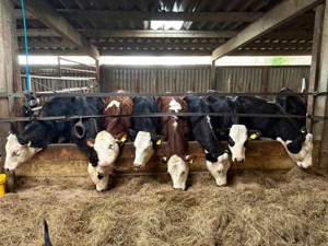 Vache Milka gonflable noire et blanche / Vache à traire gonflable géante pour la publicité extérieure / Vaches laitières Holstein à vendre - Product Image 2