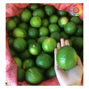 100% มะนาวไร้เมล็ดสีเขียวธรรมชาติ, มะนาวส้มสด, มะนาวสดธรรมชาติสำหรับทำน้ำผลไม้และค็อกเทล - Product Image 2