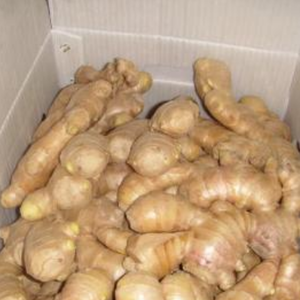 Jengibre fresco vietnamita/Antioxidante rico y sabroso para uso culinario/Sra. Jessi - Product Image 2