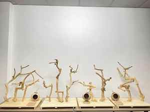 Árbol de Café Resistente, Ideal para Loros, para Masticar, Escalar y Actividades Diarias en el Jaula, Venta al por Mayor, Pedidos Personalizados, Vietnam - Product Image 5