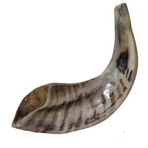 Cuerno de Shofar de Carnero Natural Pulido - Decoración Religiosa Ecológica para el Hogar de Alta Calidad - Product Image 6