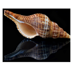 Concha marina de trompeta hecha a mano: concha de trompeta natural de Vietnam, diseñada para una decoración elegante de hoteles y accesorios buscados para el hogar - Product Image 1