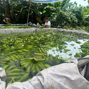 HACCP Certified Cavendish <b>Banana</b>, Halal Friendly Export - Product Image 1