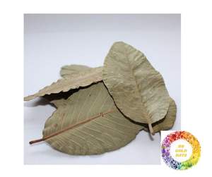 Venta caliente Hoja de guayaba seca Té de hierbas Hojas verdes puras Proveedor al por mayor Hoja de guayaba seca Bebida de bienestar Oferta a granel en Vietnam - Product Image 1