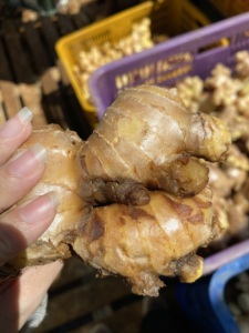 Especias de cocina fragantes calientes de jengibre fresco para venta al por mayor de alta calidad precio bajo - Product Image 5