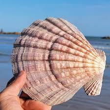 เปลือกสมุนไพรผสมช่วยภูมิคุ้มกันตามธรรมชาติ - Product Image 3