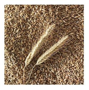 Grains de seigle biologiques purs de qualité supérieure à vendre au prix de gros le plus bas - Product Image 2