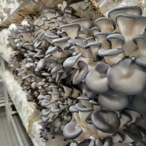 Conteneur intelligent de culture de champignons avec contrôle du CO2 et de l'humidité pour l'élevage de champignons huîtres et shiitake en usine - Product Image 3