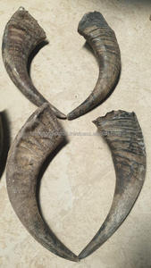 Cuerno de búfalo natural para masticar perros, Limpieza de dientes de mascotas saludables, golosinas sin olor y duraderas de Falak World Export - Product Image 6