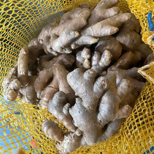 Jengibre Fresco de Vietnam, Raíz Especiada de Alta Calidad, Exportador Confiable, Venta al por Mayor a Granel - Product Image 5