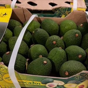 Aguacate Hass Orgánico al por Mayor - Suministro Fresco de Primera Calidad a Hamburgo, EE. UU. - Product Image 2