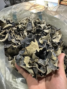 Vente en gros de champignons d'oreille de chat séchés, champignons noirs pour la cuisine asiatique - Product Image 4