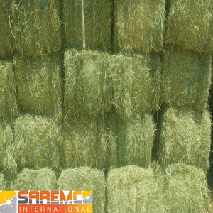 Foin d'herbe de Rhodes vert séché à haute teneur en protéines le plus vendu fourrage de haute qualité au Pakistan pour l'élevage de bovins et de porcs exporté au Qatar - Product Image 2