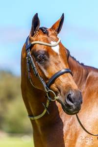 สนับมือขี่ม้าพร้อมสายคิ้วคริสตัล เรียงนุ่ม โล่งหินสตราสพร้อมฮาร์ดแวร์สแตนเลส - Product Image 2