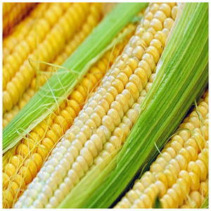 ข้าวโพดสีเหลืองข้าวโพดอบแห้งข้าวโพดข้าวโพดคั่วและข้าวโพดสีขาวข้าวโพดหวานสำหรับอาหารสัตว์ขายส่ง - Product Image 2