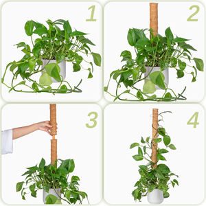 Kit de 4 poteaux en mousse plastifiée avec attaches pour support de plantes d'intérieur Monstera, utilisation en serre, frais de port inclus, stock US - Product Image 5