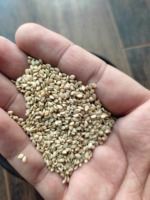 Graines de sésame blanc naturel d'Inde, qualité supérieure, sac PE/PP 50 kg, marque Eco Export, fabriqué en Inde, 5 % d'humidité, 24 mois pour l'huile