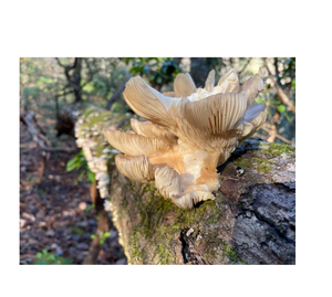 Haute qualité IQF vente en gros 1kg prix brut congelé frais blanc gris sauvage Ostreatus huître perle brun champignon Phoenix huître - Product Image 1