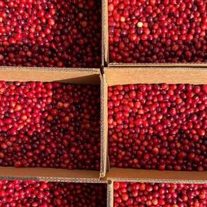 Fruits de canneberges frais de qualité supérieure en gros, maturité 80-95%, calibre 10-20mm, 950kg - Product Image 4