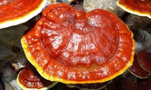 Champignon Reishi sec de haute qualité (Lingzhi) Prix compétitif du Vietnam - Product Image 2