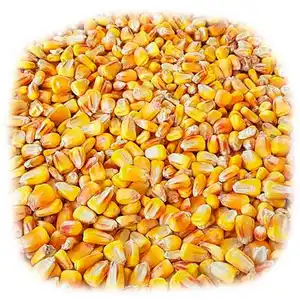 High Quality Yellow Corn Max Animal Style Storage Color Origin Type Dried Grade Product Place Maize For Sale At Affordable Price