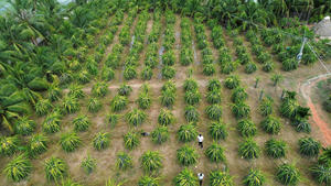 แก้วมังกรเวียดนามสด 100% แก้วมังกร TECHMIFOOD อายุการเก็บรักษา 60 วัน - Product Image 6