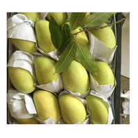 Hoge kwaliteit verse gele mango's, bestseller, goedkoop van 99GD Dong Thap Vietnam, graad A, 12-16cm, 250g