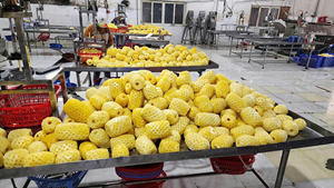 Piña Premium Congelada de Vietnam / entera, en trozos, por la mitad / LISTA PARA EXPORTAR - Product Image 3