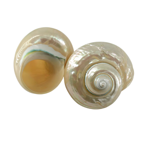 Coquillages Premium Poli Pearl Turbo Turbo Burgess du Vietnam Parfait pour une utilisation décorative haut de gamme Prêt pour l'exportation - Product Image 4