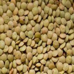 Lentilles vertes séchées riches en fibres, lentilles vertes de qualité supérieure, bio, naturelles, entières, source pour les aliments à base de plantes, saines, en vente - Product Image 1
