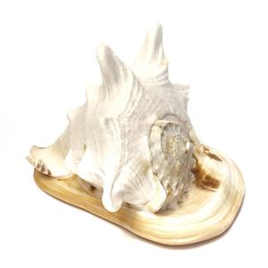 Grand naturel véritable coquille de mer aquarium ornements d'aquarium bord de mer objets de collection plage thème décor à la maison - Product Image 2