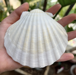 Coquille de pétoncle de style côtier pour affichage de buffet Décoration cadeau d'événements alimentaires et présentation culinaire - Product Image 6